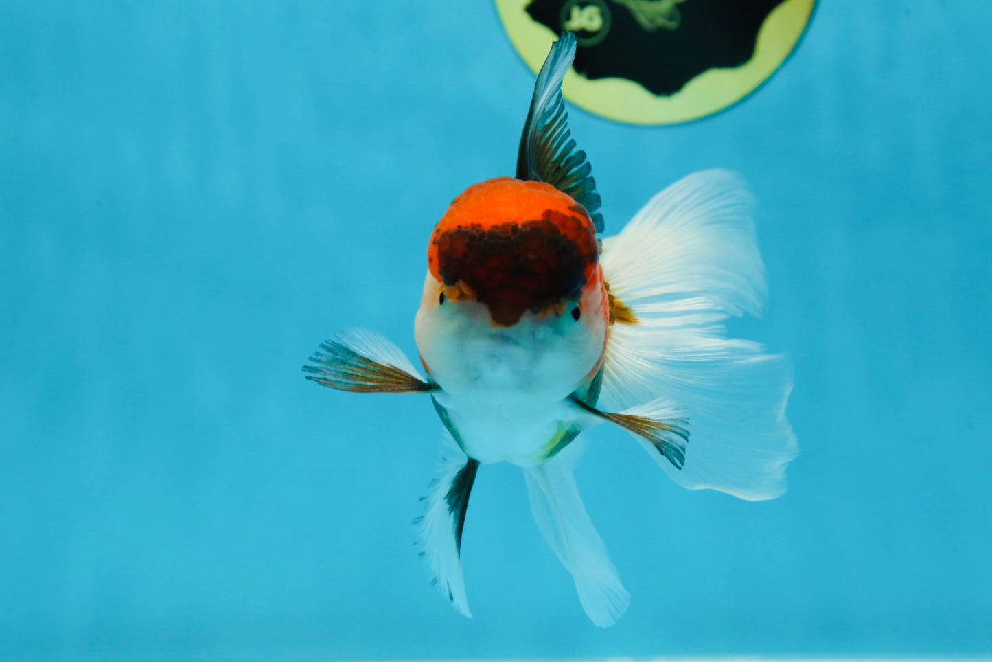 Young Tricolor Oranda Male 4.5 inches #061325_02