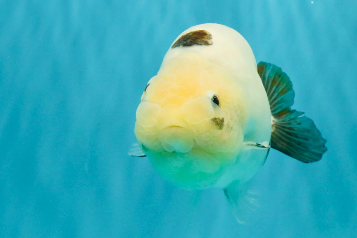 Cow Chinese Ranchu Female 5.5 inches #032026RC_29