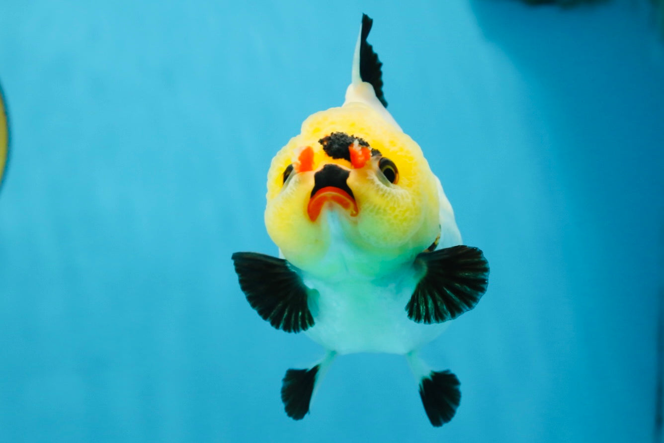 A Grade Pompom Tricolor Button Eyes Yuanbao Female 3.5-4 inches #062725YB_11