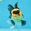 A Grade SPECIAL Panda Button Eyes Oranda Male 4.5-5 inches #072525OR_09