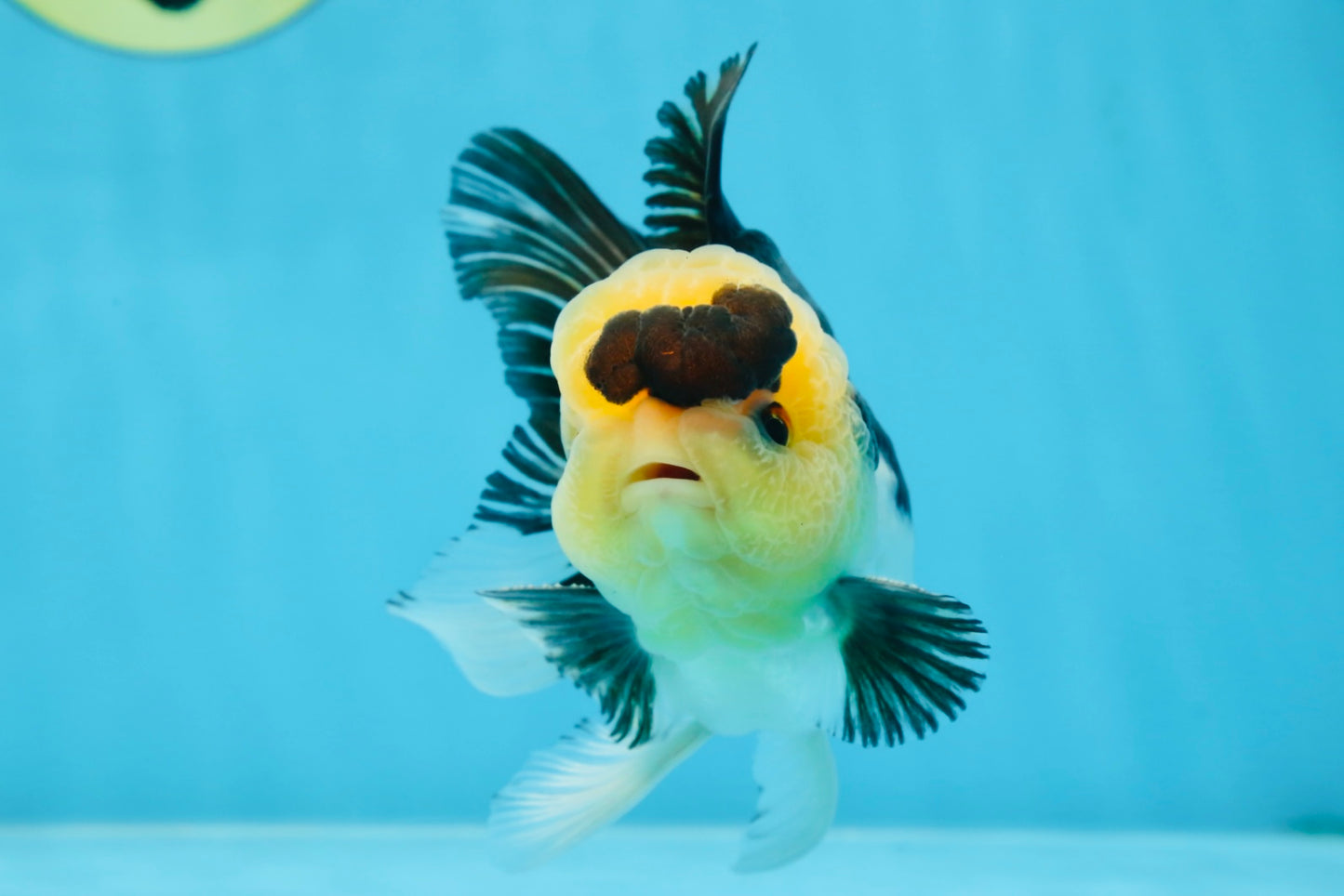 A Grade SPECIAL Panda Button Eyes Oranda Male 4.5-5 inches #072525OR_09