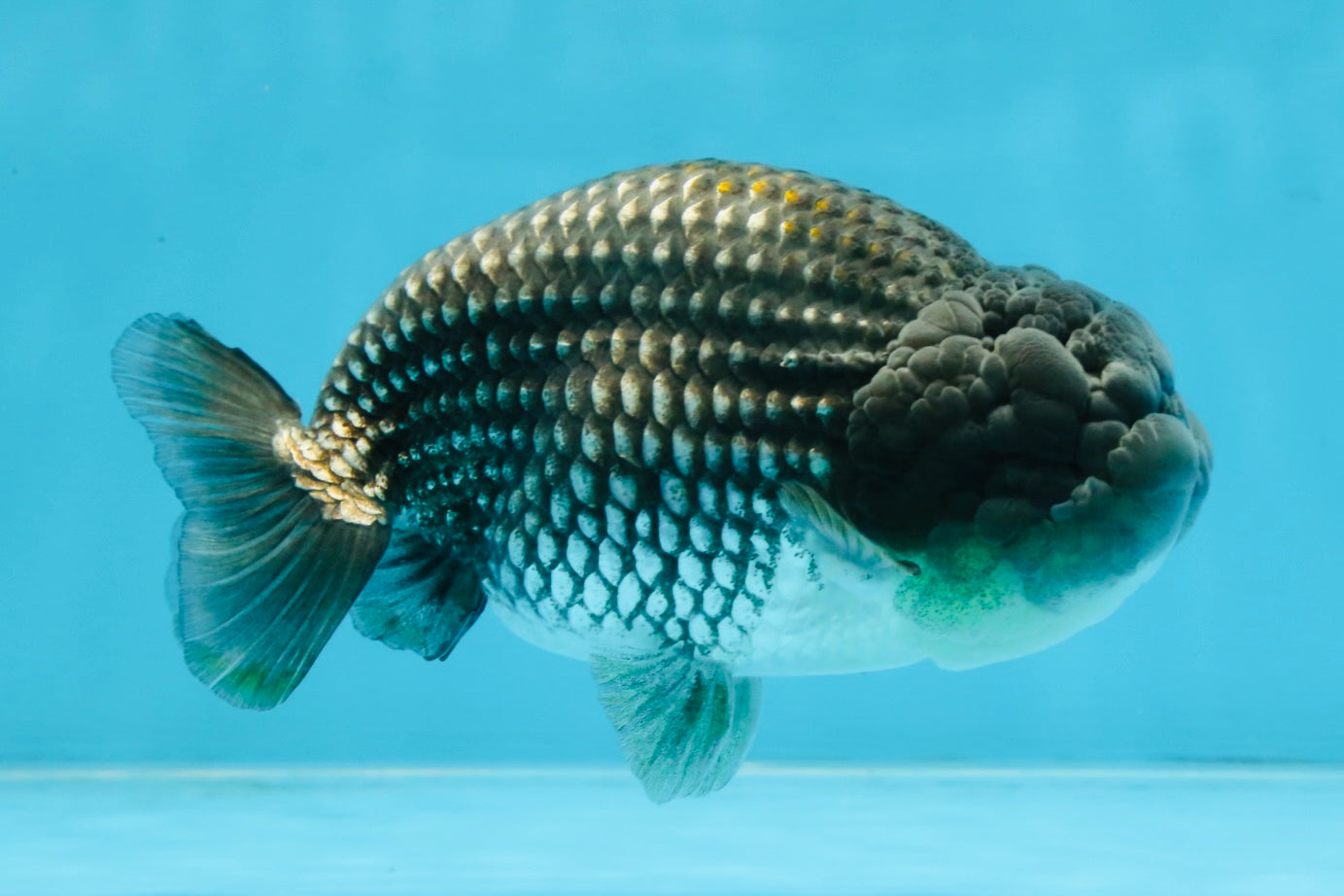 Blue LionChu Male 5 inches #103125LC_15