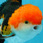 MARIO Tricolor Oranda Male 5-5.5 inches #041026OR_10