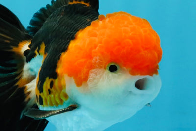 MARIO Tricolor Oranda Male 5-5.5 inches #041026OR_10