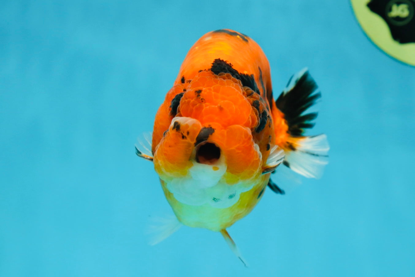 AAA Grade Cow Tiger LionKing 5 inches #050925LC_01