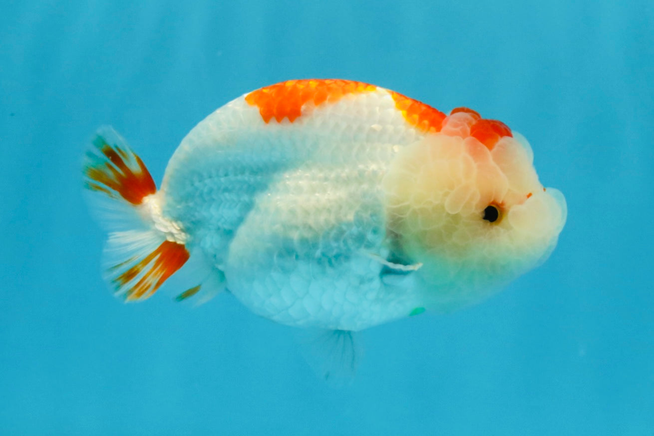 CHUBBY AAA Grade Kohaku Red White LionQueen 4.5-5 inches #032726LC_18