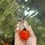 AAA Grade Tomato Head Tancho Tricolor Oranda Female 4.5-5 inches #122223OR_09