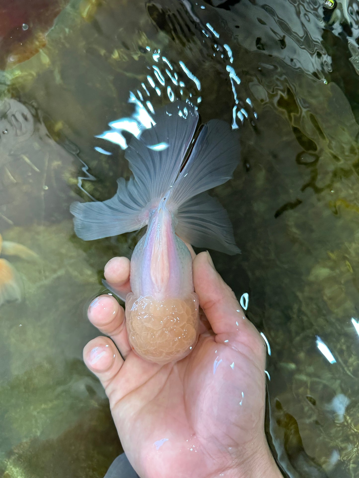 A Grade Snow White Oranda Male 5.5 inches #070425OR_16