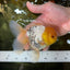 A Grade Lemonhead Oranda Male 5  inches #050925OR_43