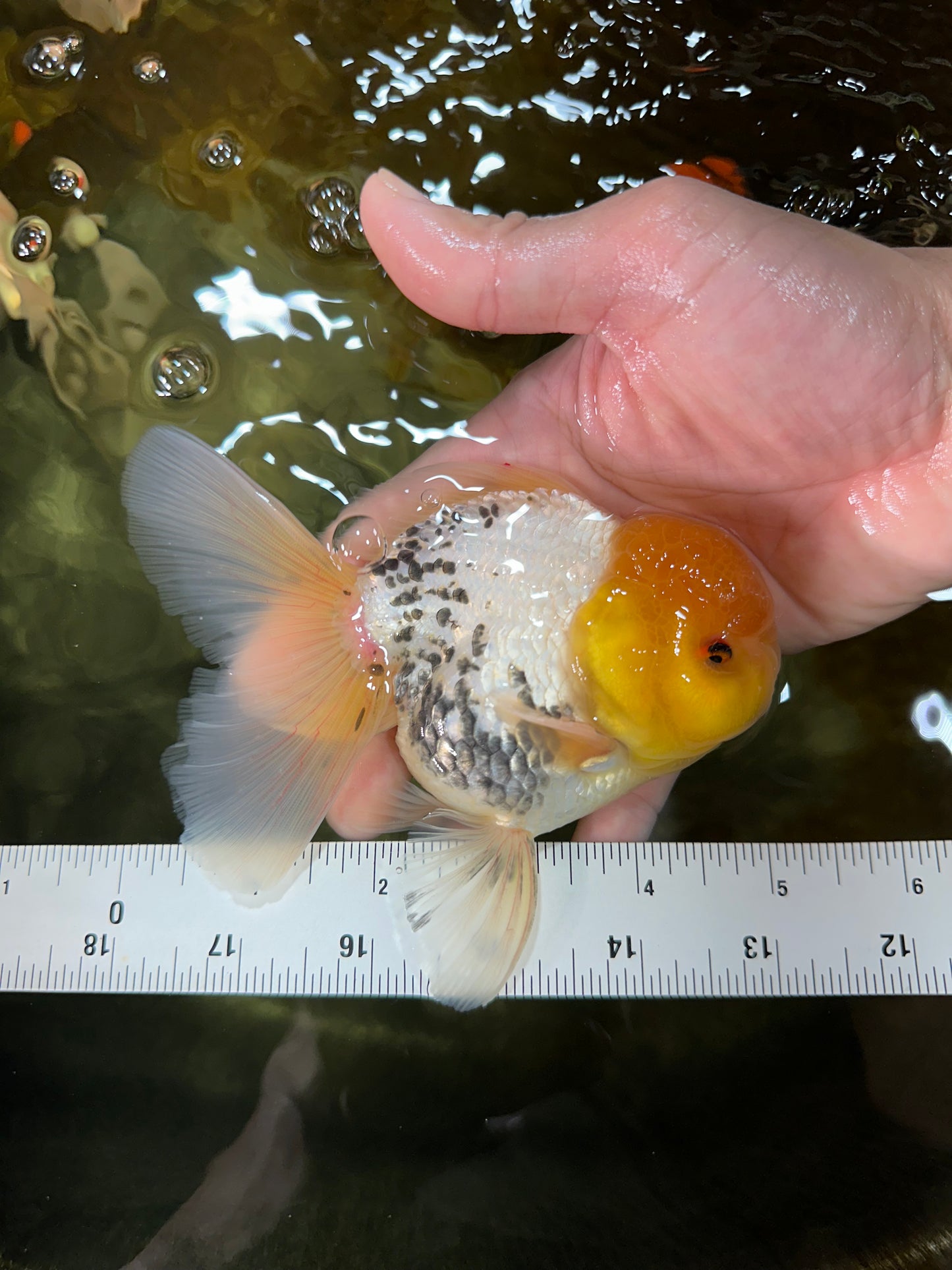 A Grade Lemonhead Oranda Male 5  inches #050925OR_43