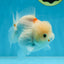 ADORABLE White Sakura Yuanbao Female 4.5 inches #101725YB_30