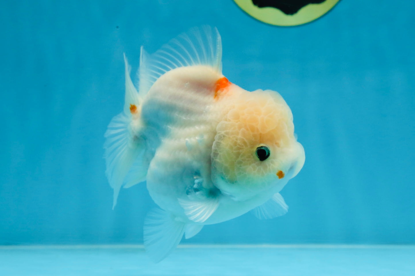 ADORABLE White Sakura Yuanbao Female 4.5 inches #101725YB_30