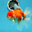 AAA Grade Cherry Sakura Oranda Male 6 inches #0927OR_02