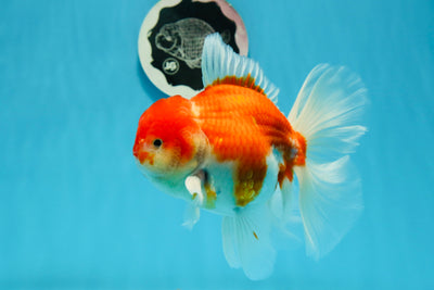 AAA Grade Cherry Sakura Oranda Male 6 inches #0927OR_02