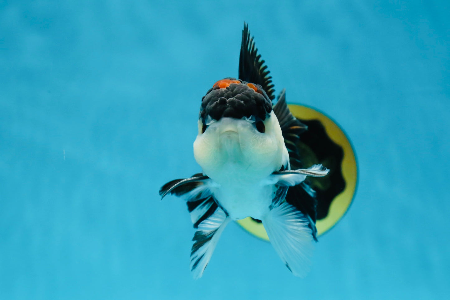 AAA Grade Tricolor Blink Button Eyes Oranda Male 4.5 inches #020725OR_34