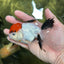 A Grade Red Cap Tricolor Oranda Male 4.5 inches #120624OR_02