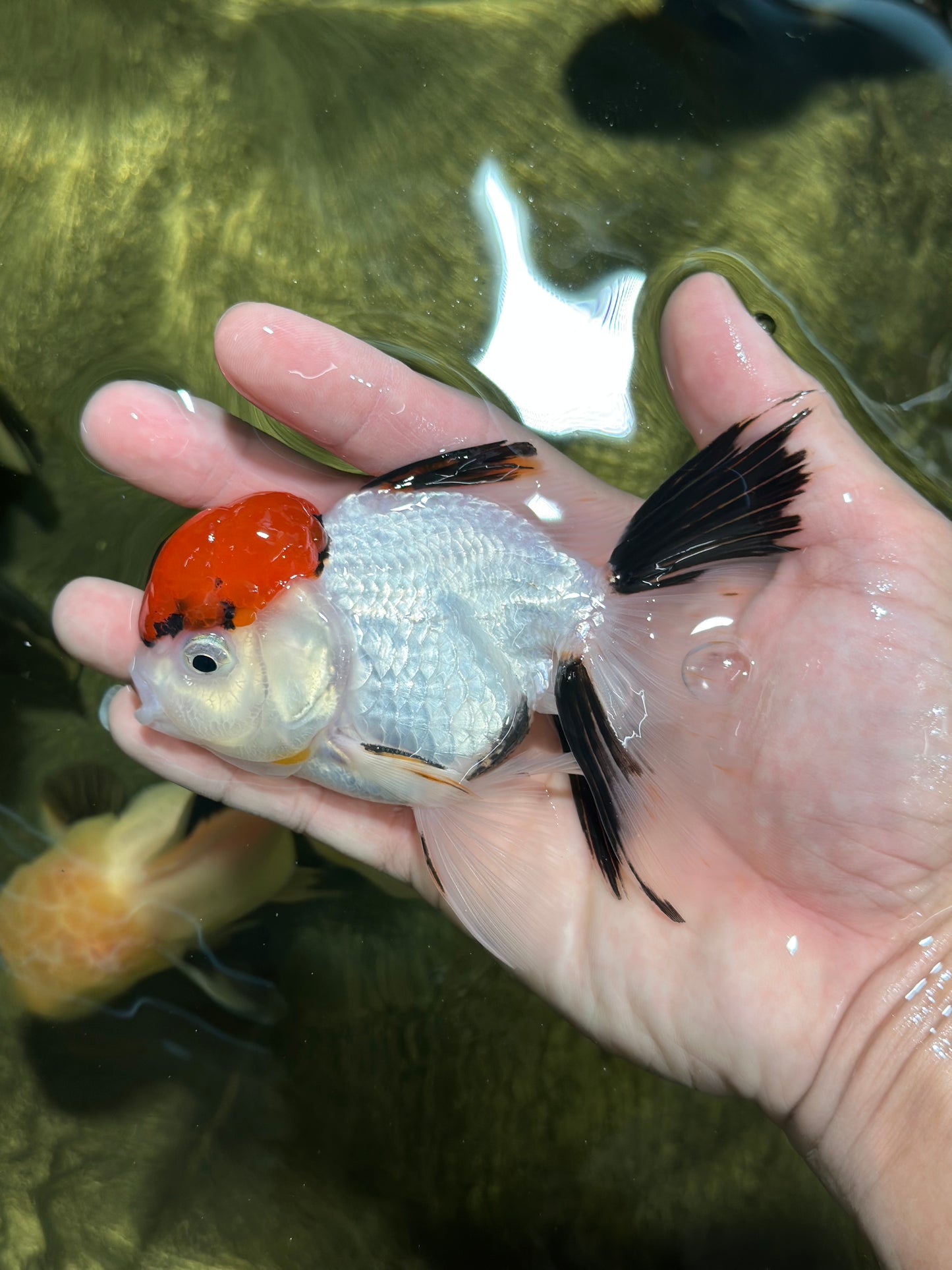 A Grade Red Cap Tricolor Oranda Male 4.5 inches #120624OR_02