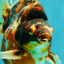 AAA Grade Special Indonesia Calico Ryukin Male 6-6.5 inches #100226RK_01