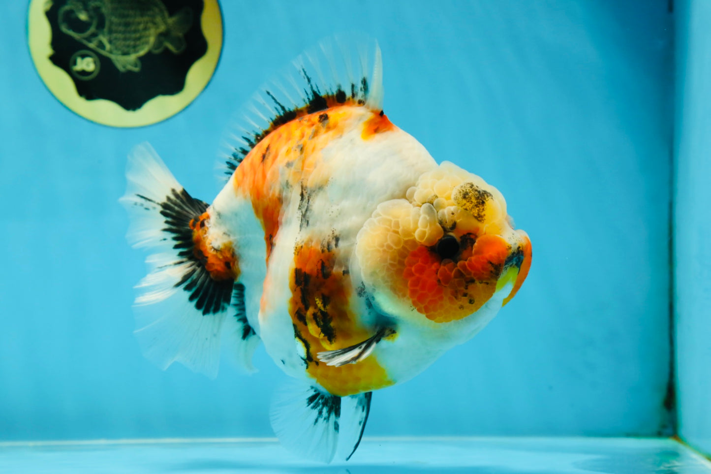 AAA Grade Big Body Godzilla Ink Calico Yuanbao Female 6 inches #051625YB_12