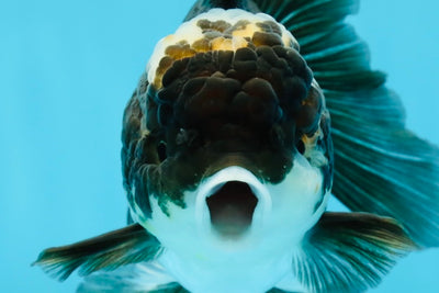 A Grade Adorable Panda Oranda Female 5-5.5 inches #010325OR_06