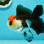 AAA Grade Special Button Eyes Tricolor Oranda Male 5 inches #110124OR_19