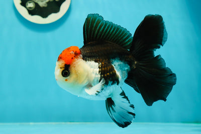 AAA Grade Special Button Eyes Tricolor Oranda Male 5 inches #110124OR_19