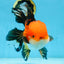 NEMO AAA Grade Apache Oranda Male 6.5 inches  #082225OR_09