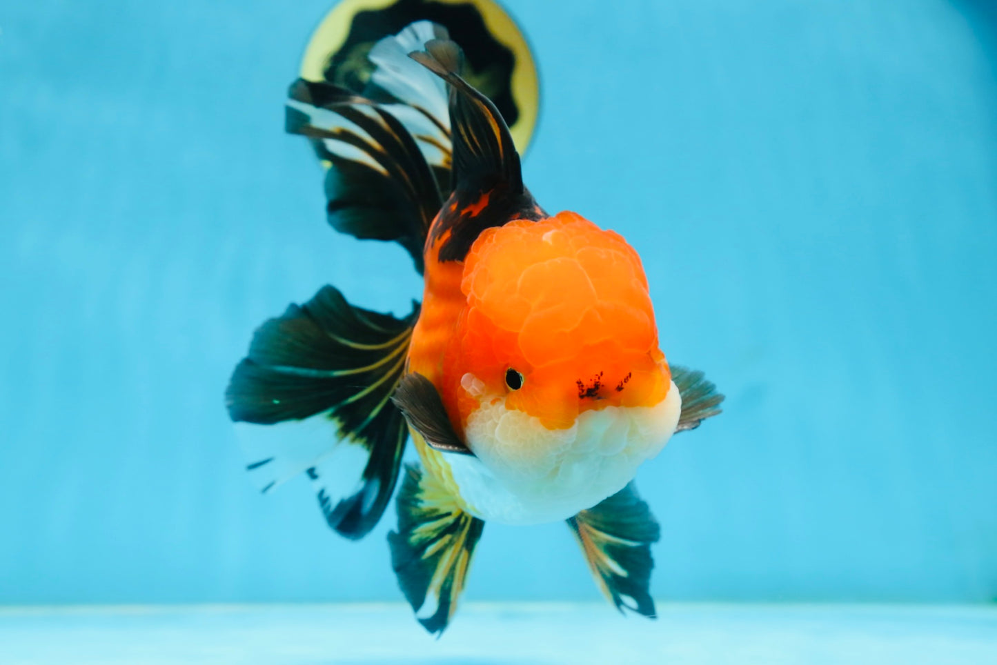 NEMO AAA Grade Apache Oranda Male 6.5 inches  #082225OR_09