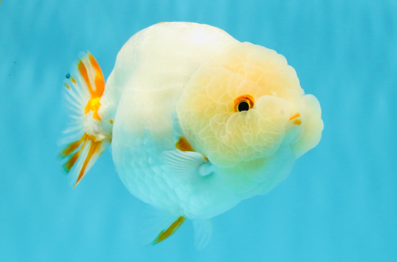 Sakura Chinese Ranchu Female 5.5 inches #022726RC_21