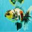 AAA Grade Long Tail White Marble Oranda Male 6.5-7 inches #062626OR_29