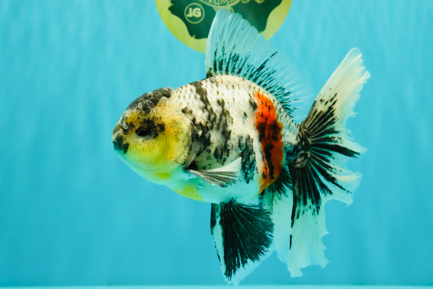 AAA Grade Long Tail White Marble Oranda Male 6.5-7 inches #062626OR_29
