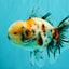 AAA Grade Marble Oranda Male 6-6.5 inches #071026OR_37
