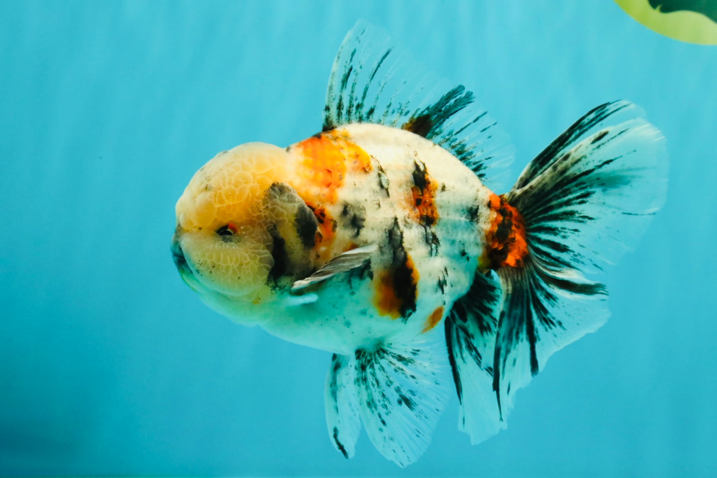 AAA Grade Marble Oranda Male 6-6.5 inches #071026OR_37
