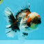 BULLDOG AAA Grade Calico Kirin Oranda Male 6.5 inches #040326OR_20