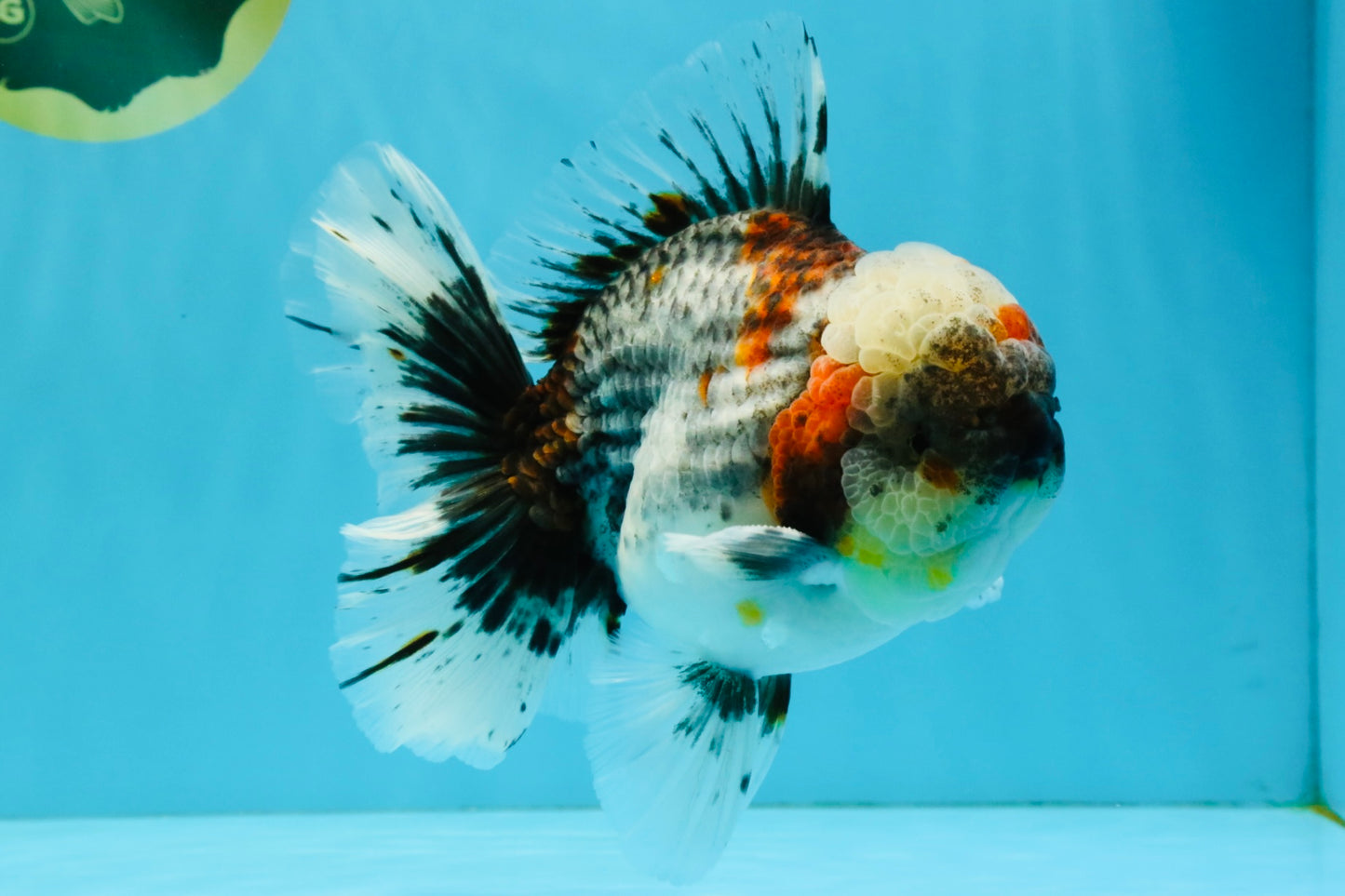 BULLDOG AAA Grade Calico Kirin Oranda Male 6.5 inches #040326OR_20