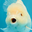 A Grade Snow White Oranda Female 6 inches #030626OR_26