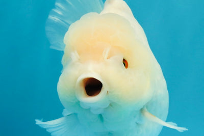 A Grade Snow White Oranda Female 6 inches #030626OR_26