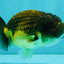 Apache Lionchu Female 4.5 inches #081426LC_25