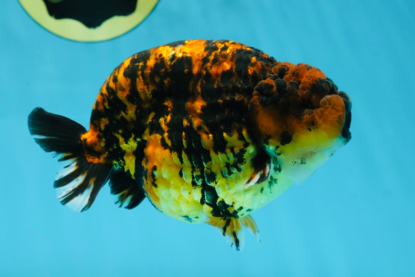 AAA Grade Tiger LionKing 5 inches #052325LC_18