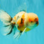 AAA Grade Calico Oranda Male 6-6.5 inches #070626OR_18