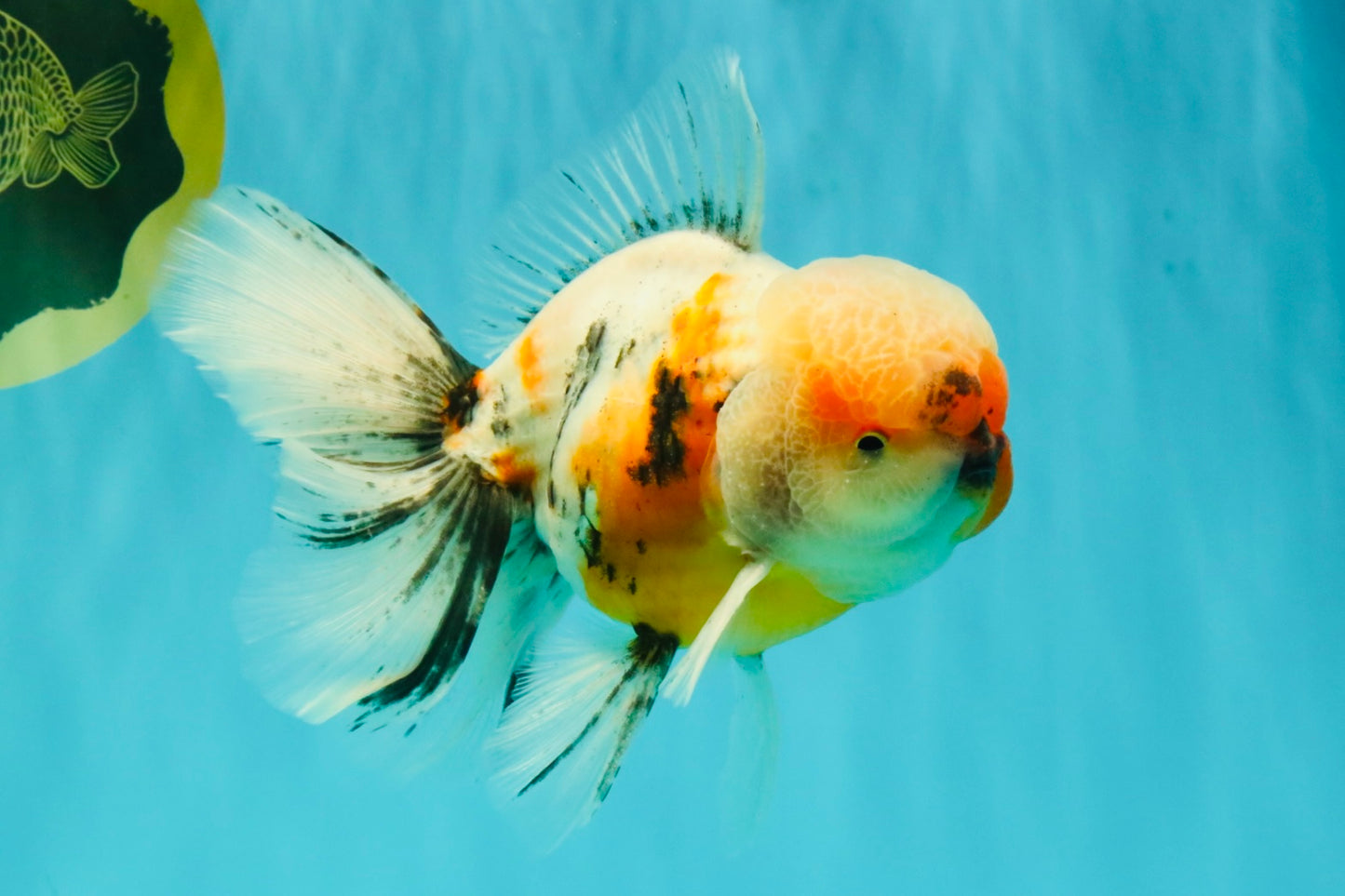 AAA Grade Calico Oranda Male 6-6.5 inches #070626OR_18