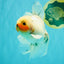 Marble Oranda Male 6.5 inches #091826OR_02