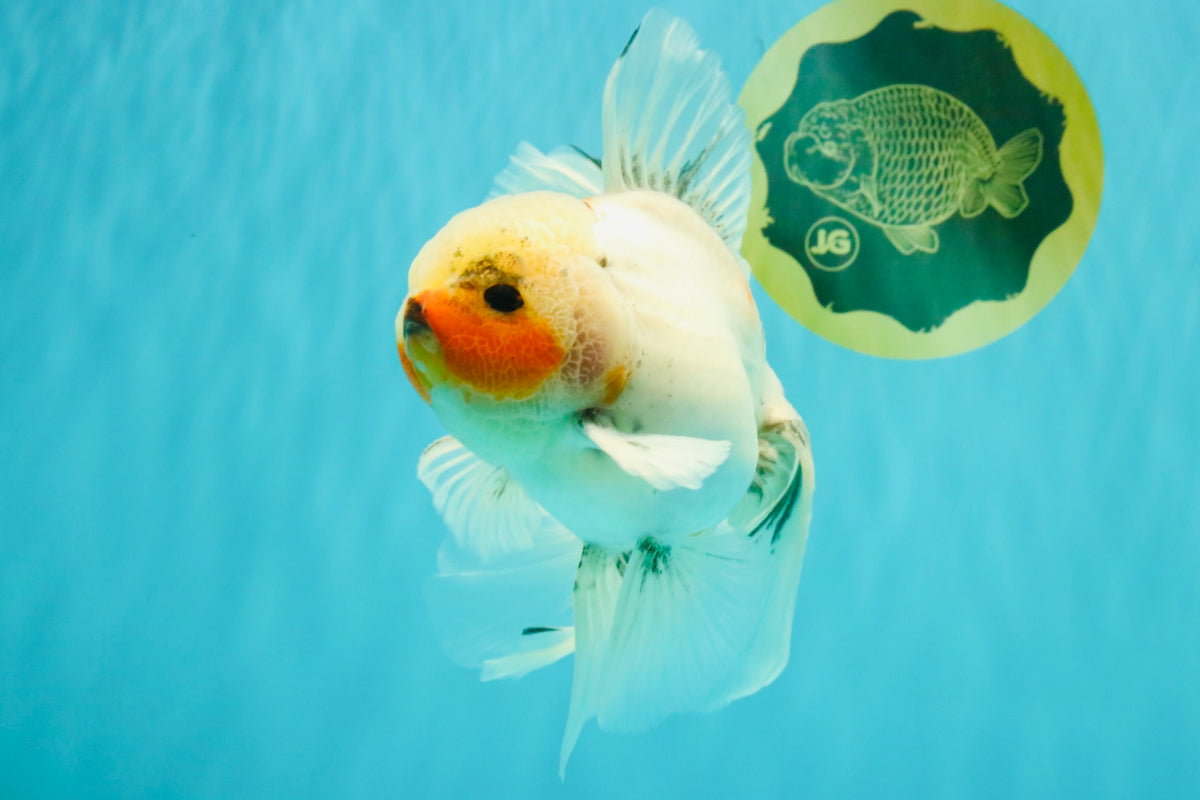 Marble Oranda Male 6.5 inches #091826OR_02