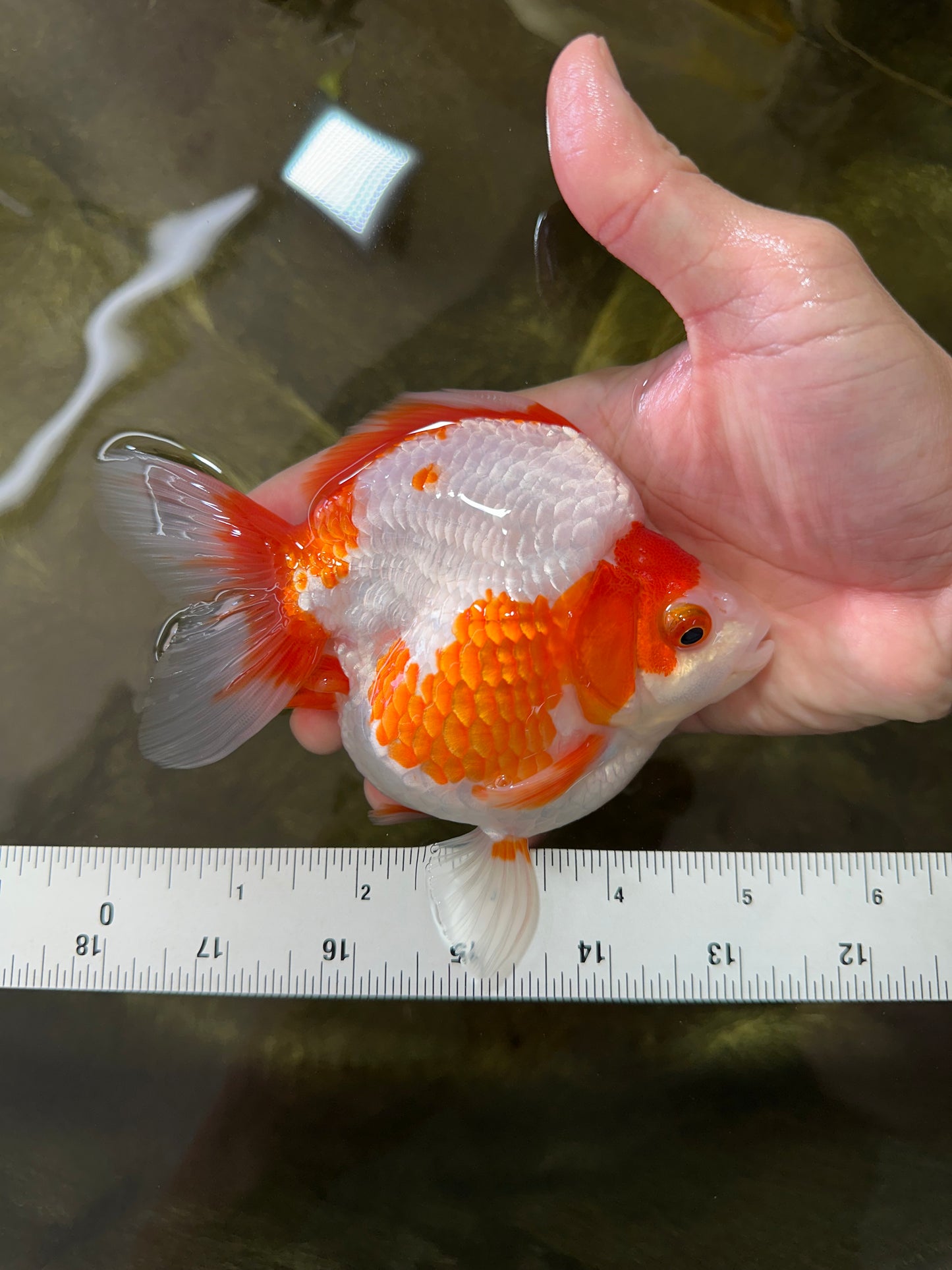 AAA Grade Red White Ryukin Female 5 inches #052325RK_23