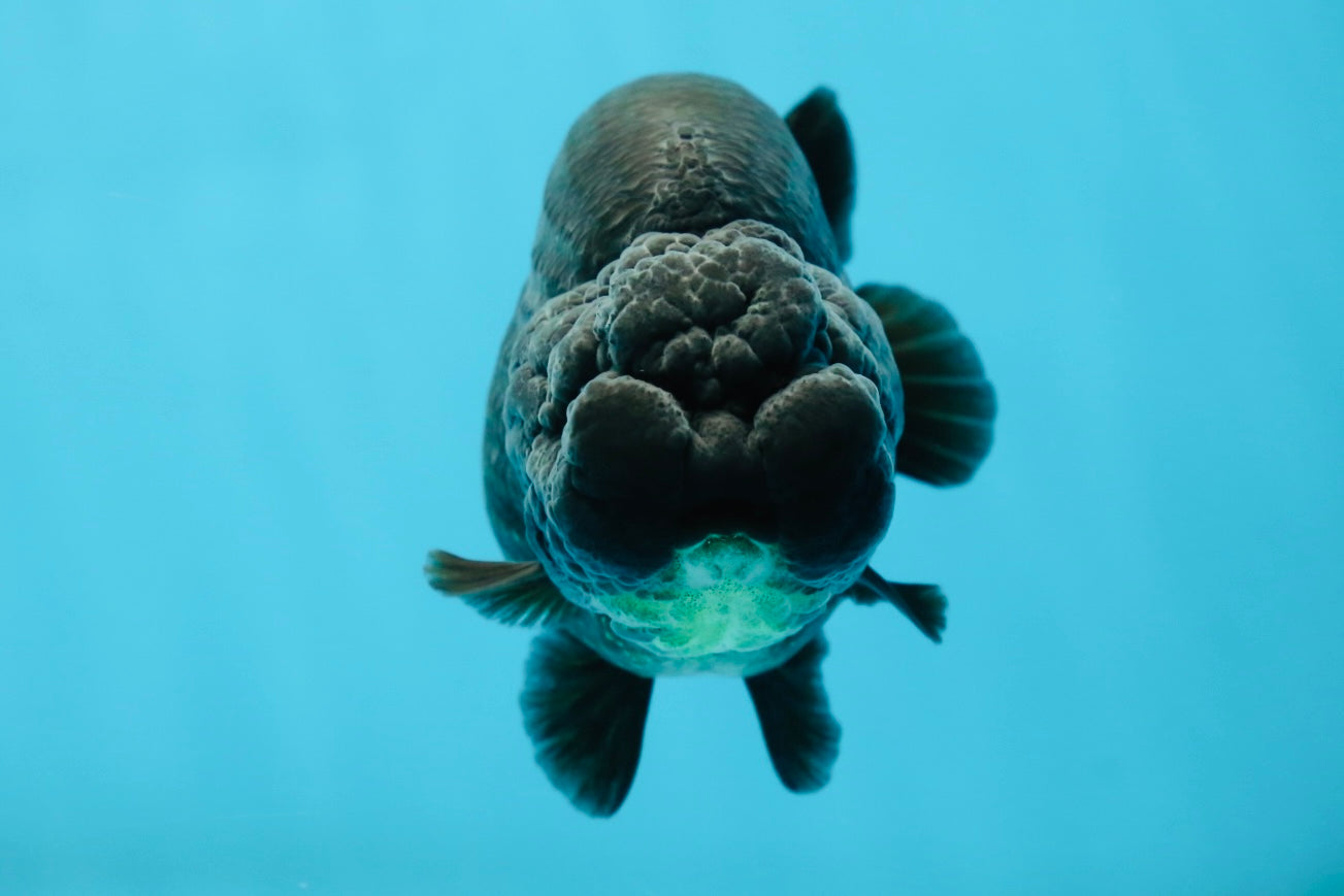 AAA Grade High Back Black LionQueen 4 inches #050925LC_10