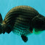 A Grade Blue Ranchu Male 5 inches #072426RC_36