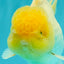 A  Grade White Oranda Male 6-6.5 inches #071026OR_27