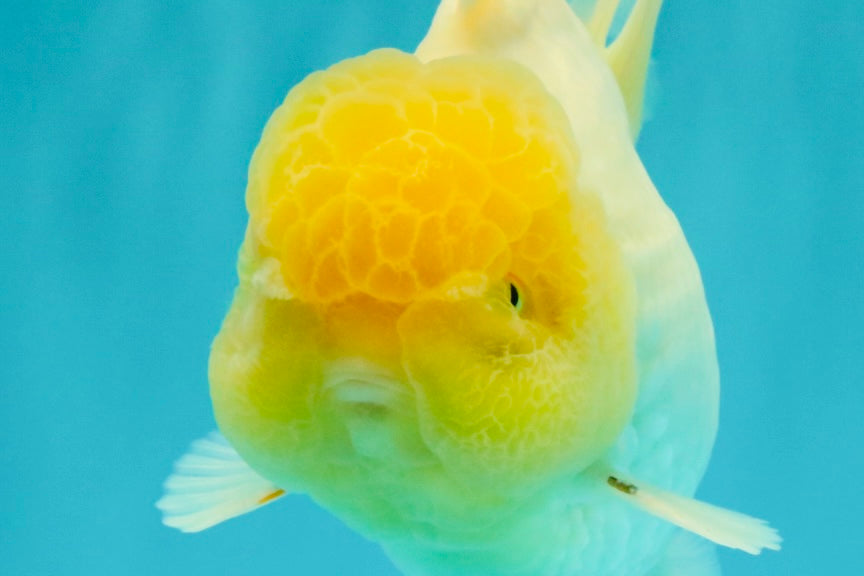 A  Grade White Oranda Male 6-6.5 inches #071026OR_27