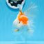 Oranda hembra roja y blanca de gran tamaño, grado A, 6,5 pulgadas, n.º 0706OR_11