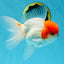 AAA Grade Red Cap Oranda Male 5 inches #050925OR_42